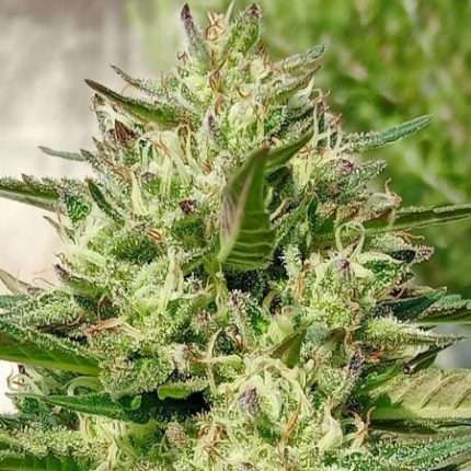 Animal Cookies - Doweedo