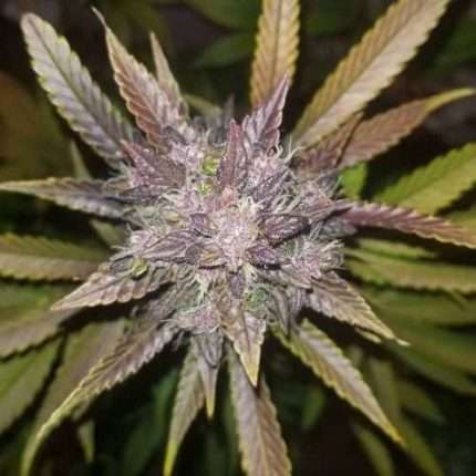 C4 Auto - fastbuds