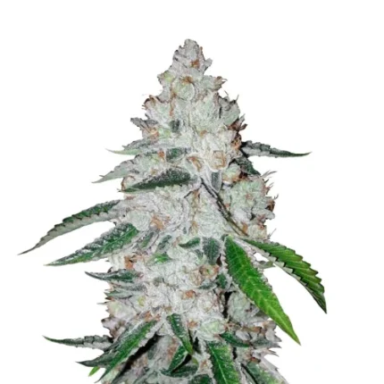 West Coast O.G. Auto - fastbuds