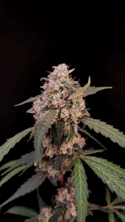 AK Auto - fastbuds