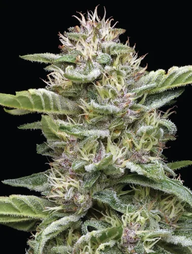 Garlic Budder – humboldt seed company - immagine 2