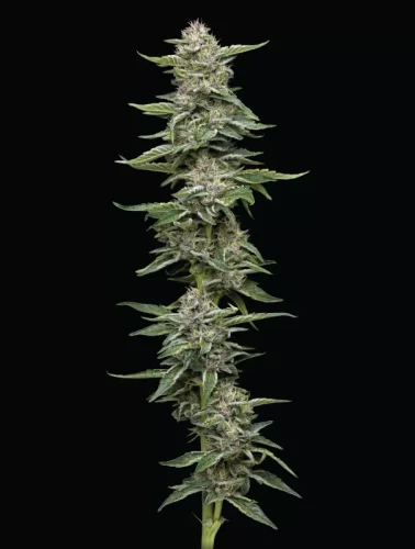 Garlic Budder - humboldt seed company