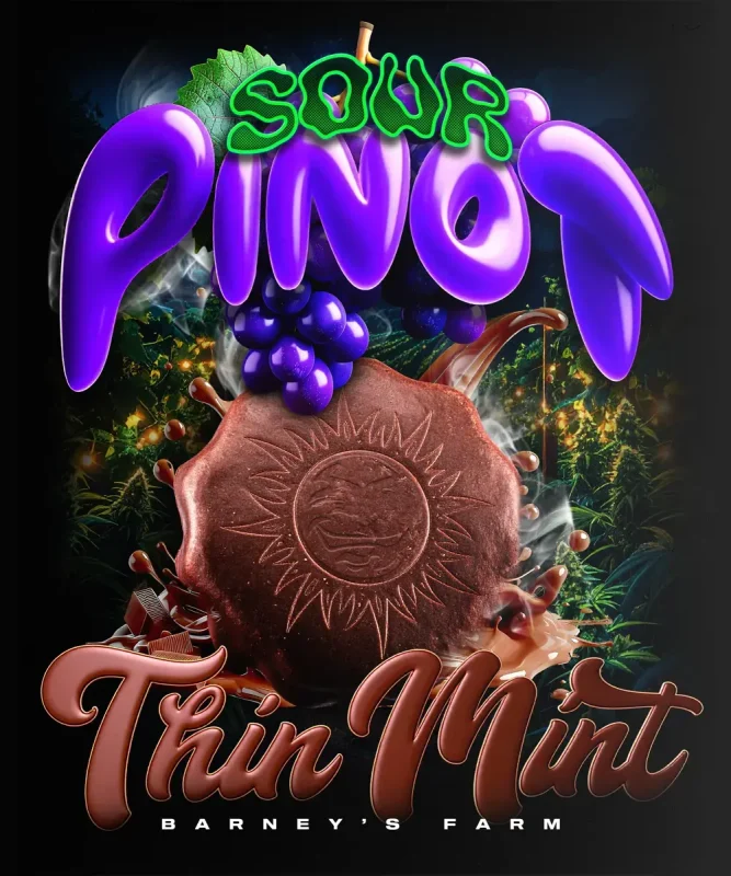 Thin Mint x Sour Pinot Auto – BARNEY’S FARM