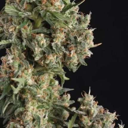 Ak 74 Auto  - Trikoma Seeds