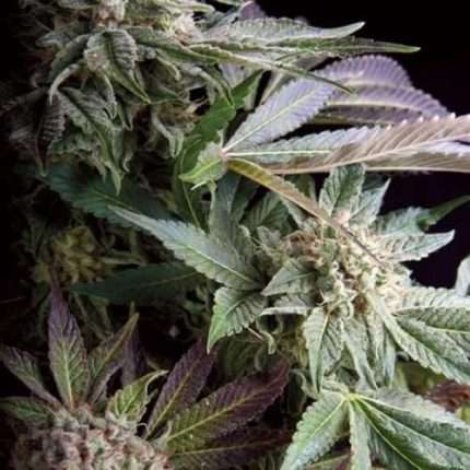 Blueberry - Trikoma Seeds
