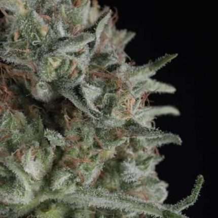 Critical Plus - Trikoma Seeds