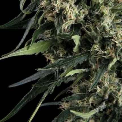 Northern Lights Auto - Trikoma Seeds