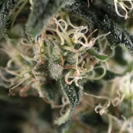 Total Cheese Auto - Trikoma Seeds