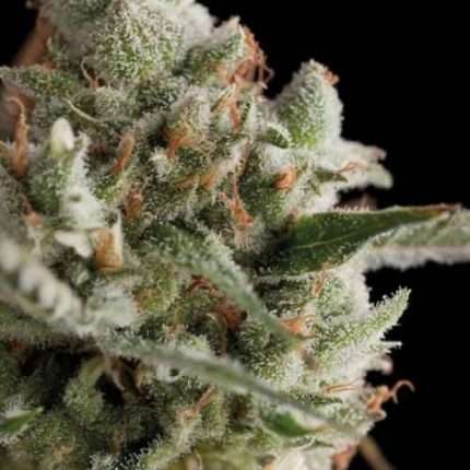 Total Cheese  - Trikoma Seeds