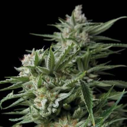Sweet Madness - Trikoma Seeds