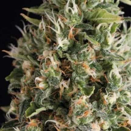 Wendy Auto - Trikoma Seeds