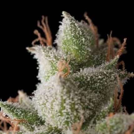 White Widow Auto - Trikoma Seeds