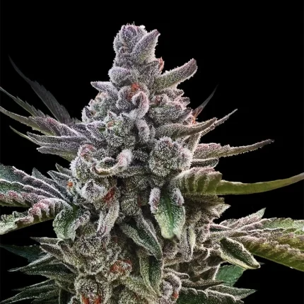 Açai Jelly by Sherbinskis - Silent seeds