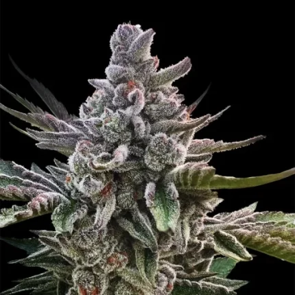 Açai Jelly by Sherbinskis - Silent seeds
