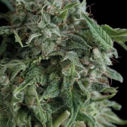 Ak 74 - Trikoma Seeds