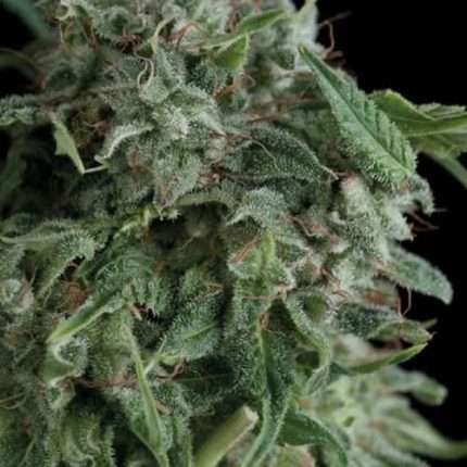 Ak 74 - Trikoma Seeds