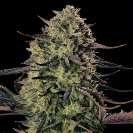 Alien Gas XXL AUTO - Silent seeds