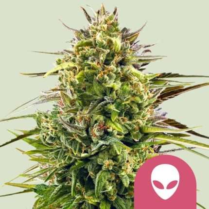 Alien OG - Royal queen seeds