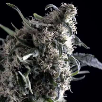 Al Tiro Auto - Trikoma Seeds