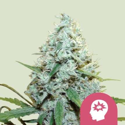 AMG - Amnesia Mac Ganja - Royal queen seeds