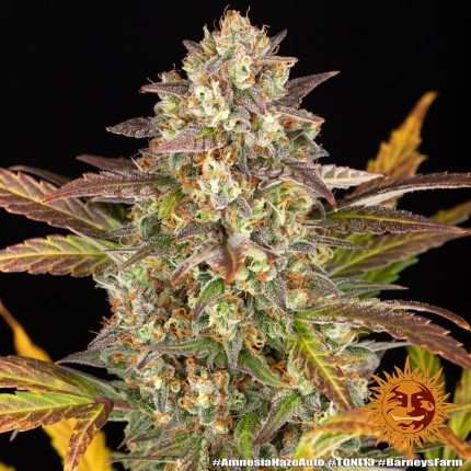 Amnesia Haze Auto - BARNEY'S FARM