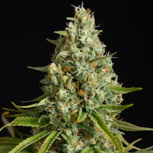 Amnesia Lemon - Silent seeds