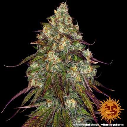 Amnesia Lemon  - BARNEY'S FARM