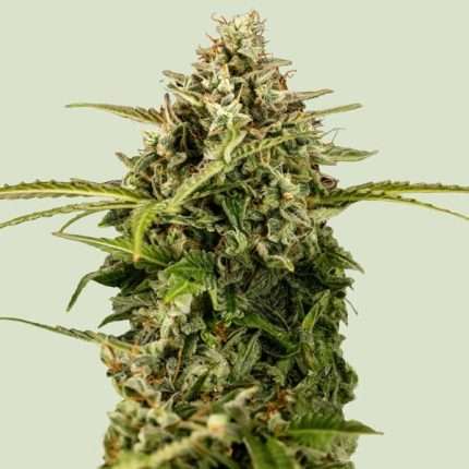 Apollo F1 - Royal queen seeds