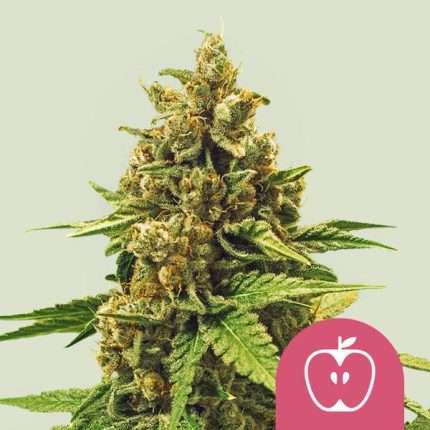 Apple Fritter - Royal queen seeds