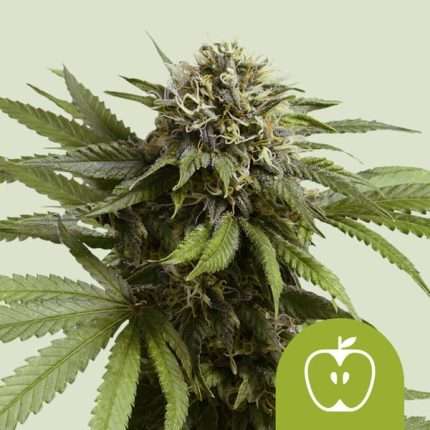 Apple Fritter Auto - Royal queen seeds