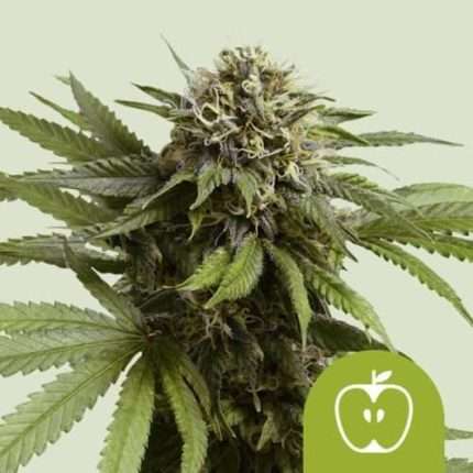 Apple Fritter Auto - Royal queen seeds