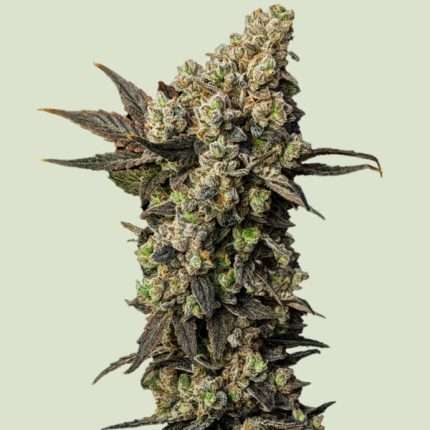 Astro Lemonade F1 - Royal queen seeds
