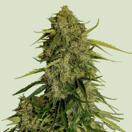 Atlas F1 - Royal queen seeds