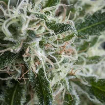 Jack Herer Auto - Trikoma Seeds
