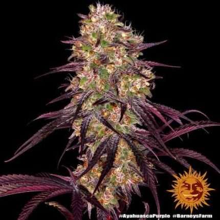 Ayahuasca Purple - BARNEY'S FARM