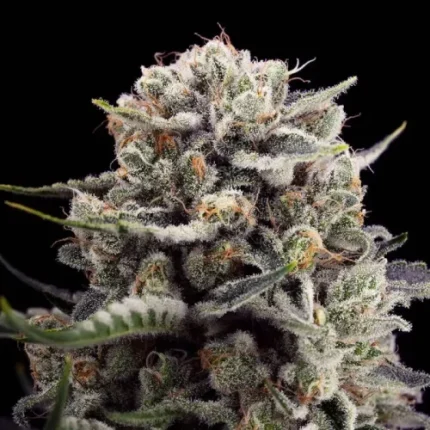B-45 - Silent seeds