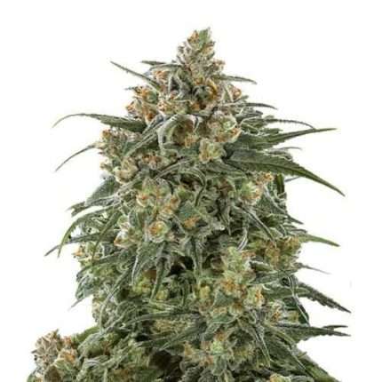 Banana Sherbet - Growers choice