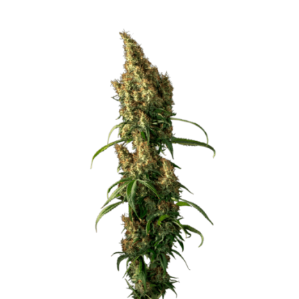 Beldia Gold  - Growers choice