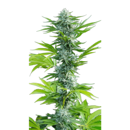 Beldia Lemon - Growers choice