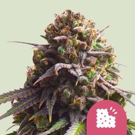 Biscotti - Royal queen seeds