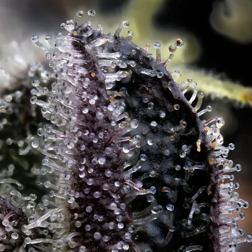 Blue Dream – BARNEY’S FARM - immagine 2