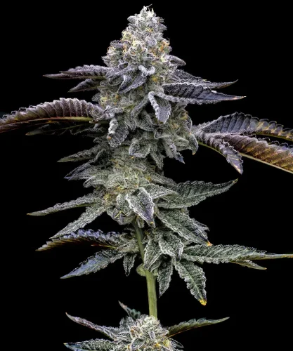 Blue Dream - BARNEY'S FARM