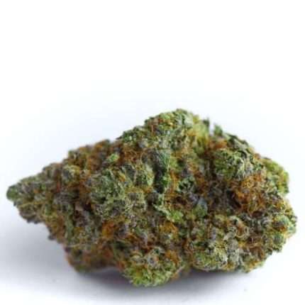Blue Forestberry Auto - Growers choice