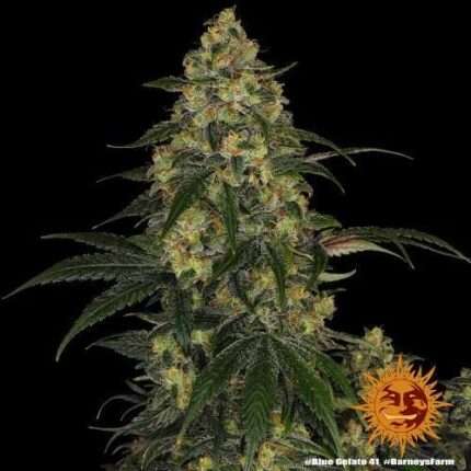 Blue Gelato 41 - BARNEY'S FARM
