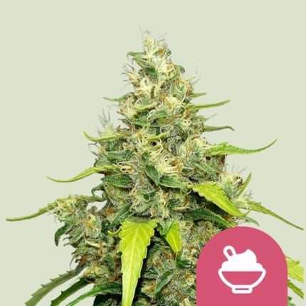 Blue Gelato - Royal queen seeds