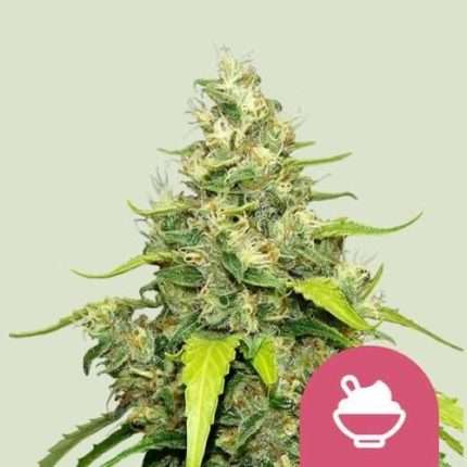 Blue Gelato - Royal queen seeds