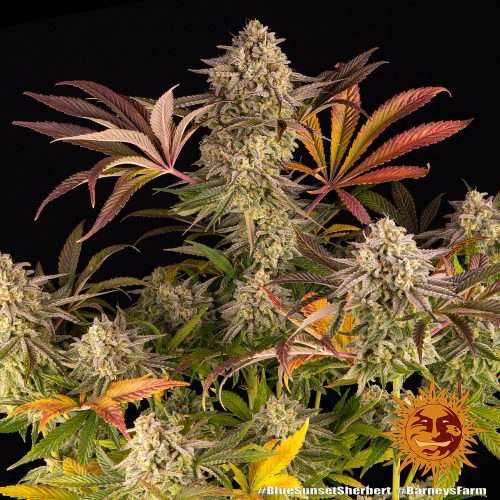 Blue Sunset Sherbert – BARNEY’S FARM - immagine 2