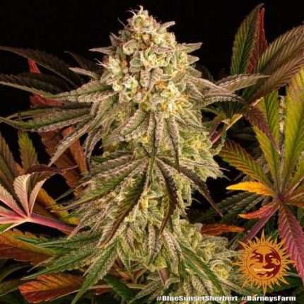 Blue Sunset Sherbert - BARNEY'S FARM