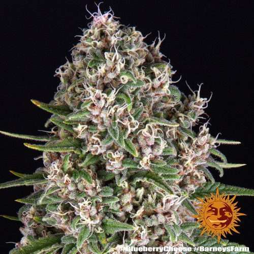 Blue Cheese- BARNEY’S FARM - immagine 2
