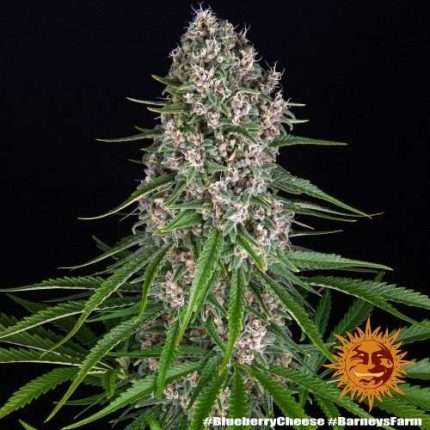 Blue Cheese- BARNEY'S FARM
